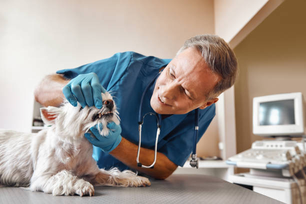 Best Emergency Root Canal Treatment in Cypress, CA